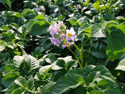 Kartoffelblüte
